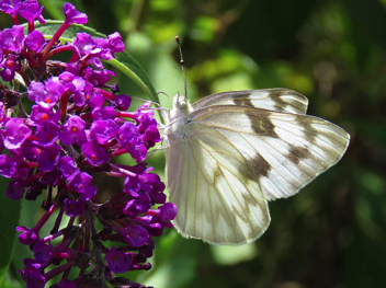 Checkered White female